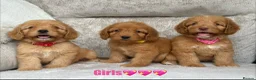Cockapoo dogs for sale: F1 health tested cockapoo puppies - Advert 3