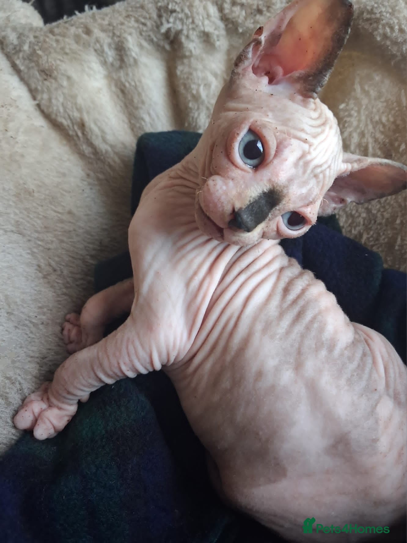 Sphynx cats Sphynx Kittens - Advert 4