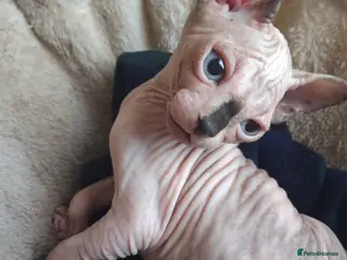 Sphynx cats Sphynx Kittens - Advert 4