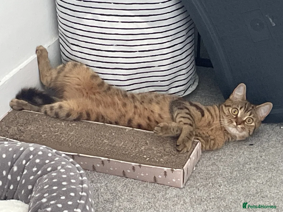 British Shorthair cats for sale: A loving home for my lovely British short hair mix in Teddington - Advert 1