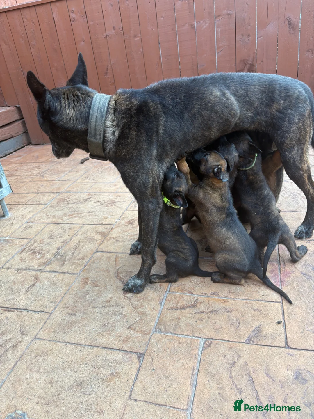 Belgian Shepherd Dog dogs for sale: BRN registered - proven breeding  - Advert 14
