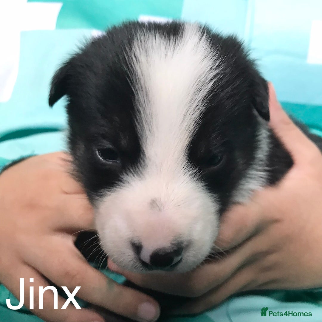 Border Collie dogs for sale: Beautiful Border Collie Pups, Merle & Classic Tri - Advert 12