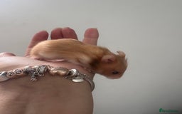 Hamster rodents for sale: Friendly Syrian hamster babies  - Image 13