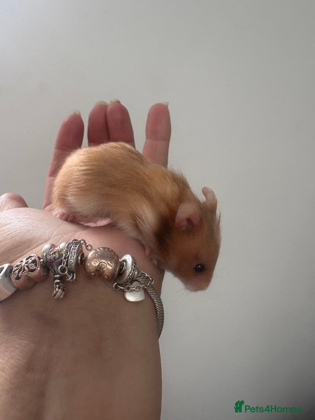 Hamster rodents for sale: Friendly Syrian hamster babies  - Image 13