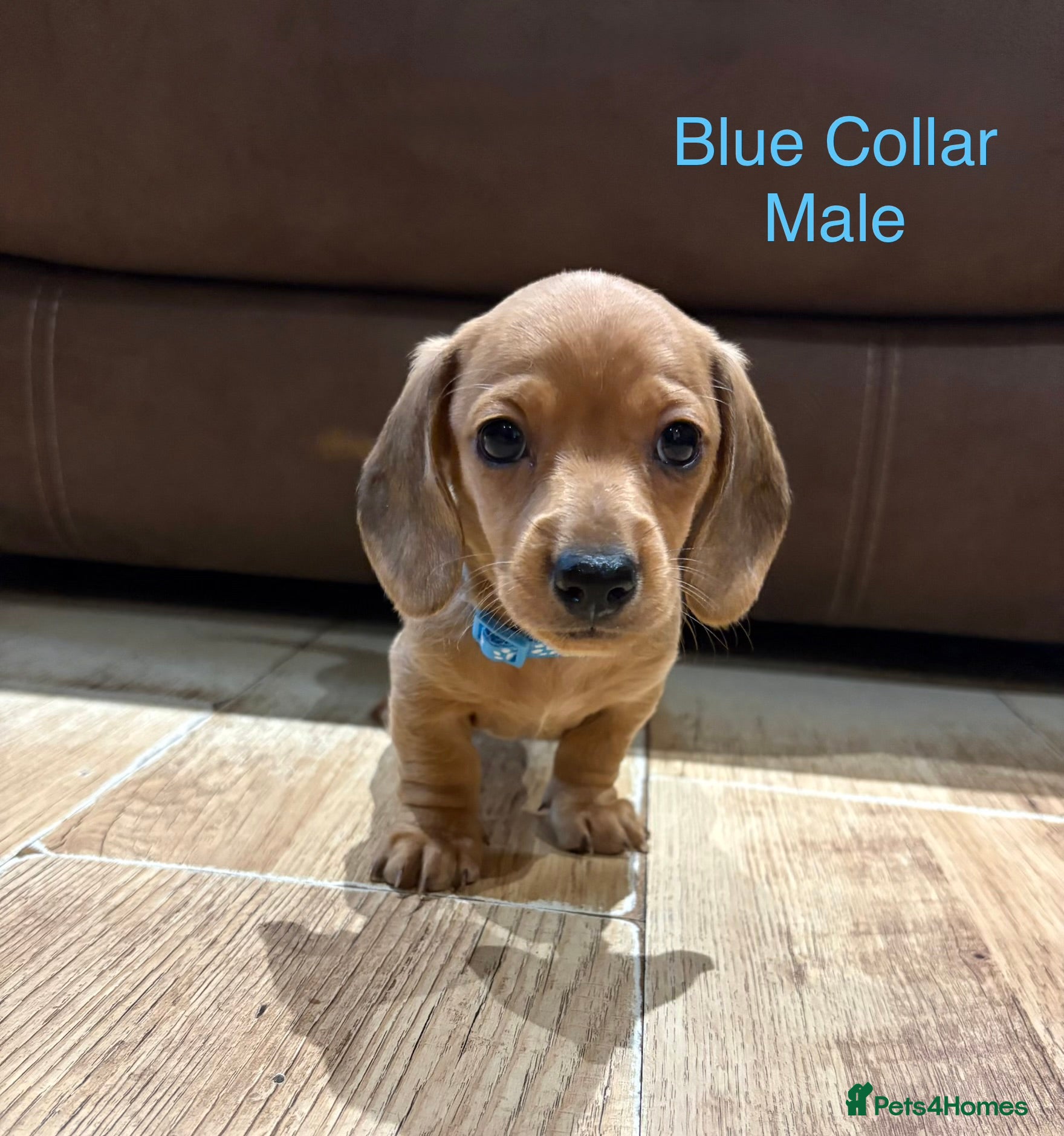 Miniature Dachshund dogs Miniature Dachshund Puppies💕 - Advert 4