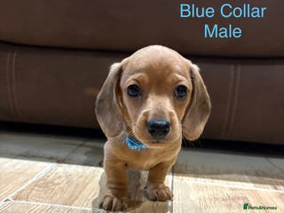 Miniature Dachshund dogs Miniature Dachshund Puppies💕 - Advert 13