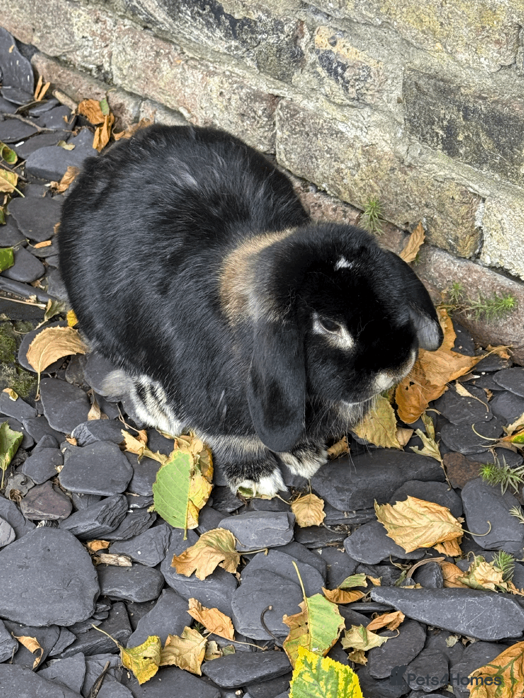 Mini Lop rabbits for sale: Bonded pair mini lop rabbits - Image 9