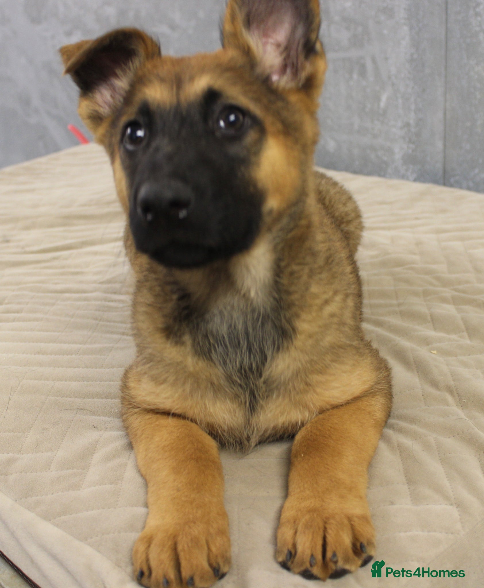 German Shepherd dogs for sale: German Shepherd Puppies  - Advert 22