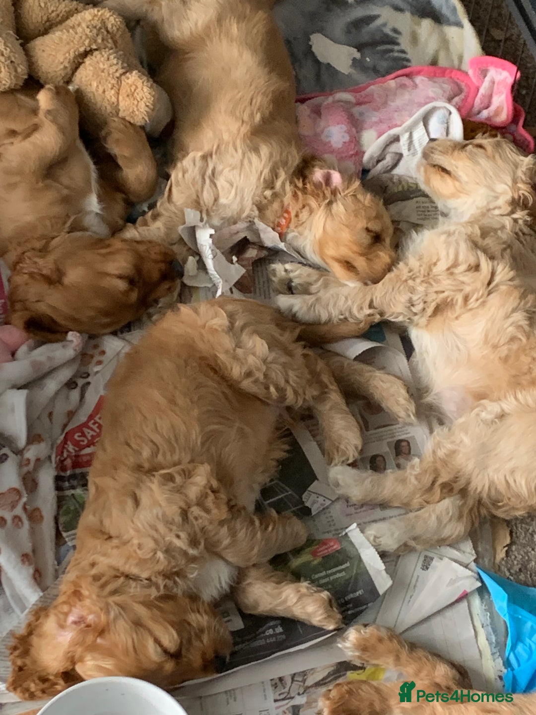 Cockapoo dogs for sale: Cockapoo puppies ready now!!! - Image 21