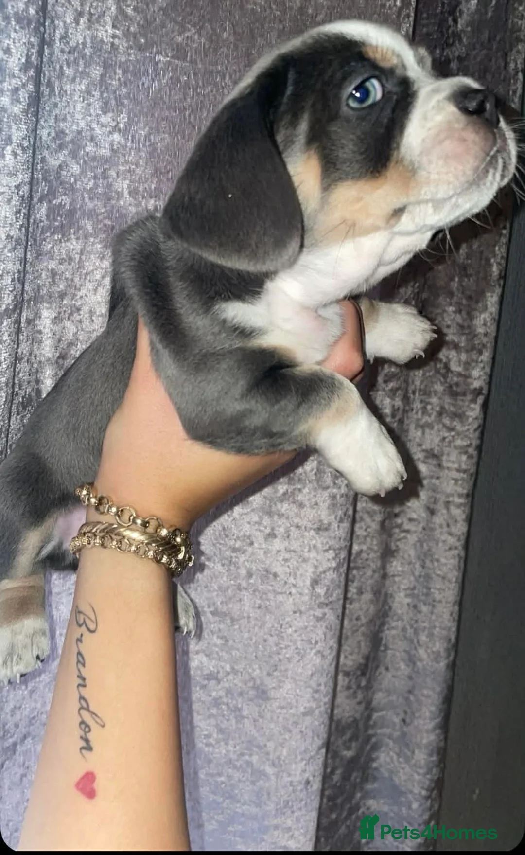 Mixed Breed dogs for sale: Dashhound cross French bulldog in Kidderminster - Advert 4
