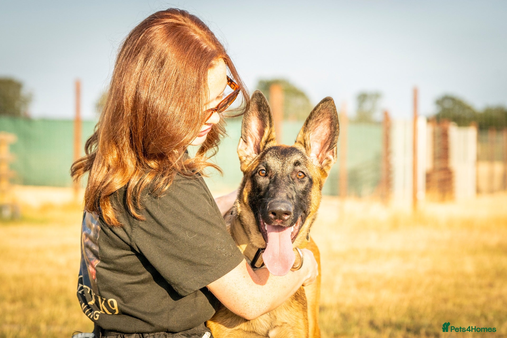 Mixed Breed dogs 8 month bitch Belgian Malinois x German shepherd  - Advert 1