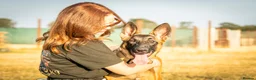 Mixed Breed dogs for sale: 8 month bitch Belgian Malinois x German shepherd  - Advert 1