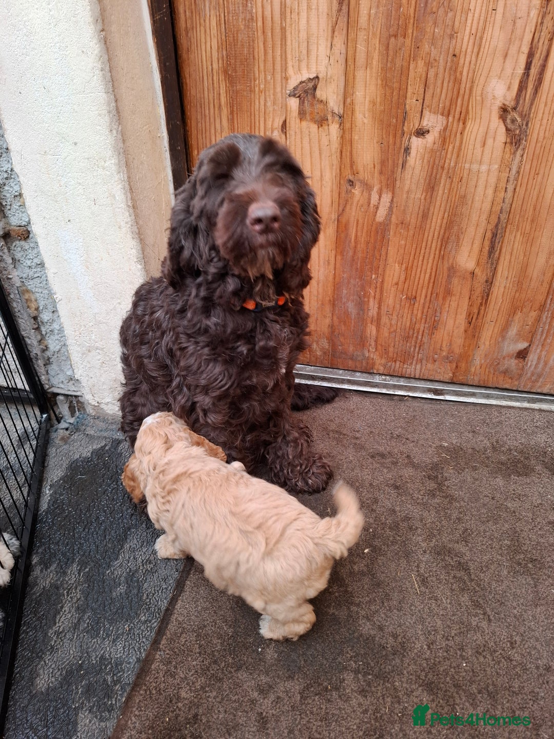 Cockapoo dogs for sale: Beautiful Cockapoo Puppies For Sale  - Advert 2