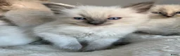 Ragdoll cats for sale: 🥇AWARD WIN 🏆 GCCF RAGDOLL KITTENS  - Advert 15