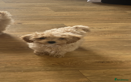 Cavapoo dogs for sale: F1b cavapoo puppies  - Image 4