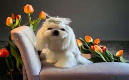 Maltese dogs for sale: 🌟Maltedoll Tiny Korean Maltese KC Reg🌟 - Image 18