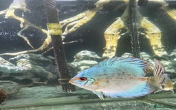 Discus fish for sale: Discus  - Image 2