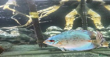 Discus fish - Advert 9
