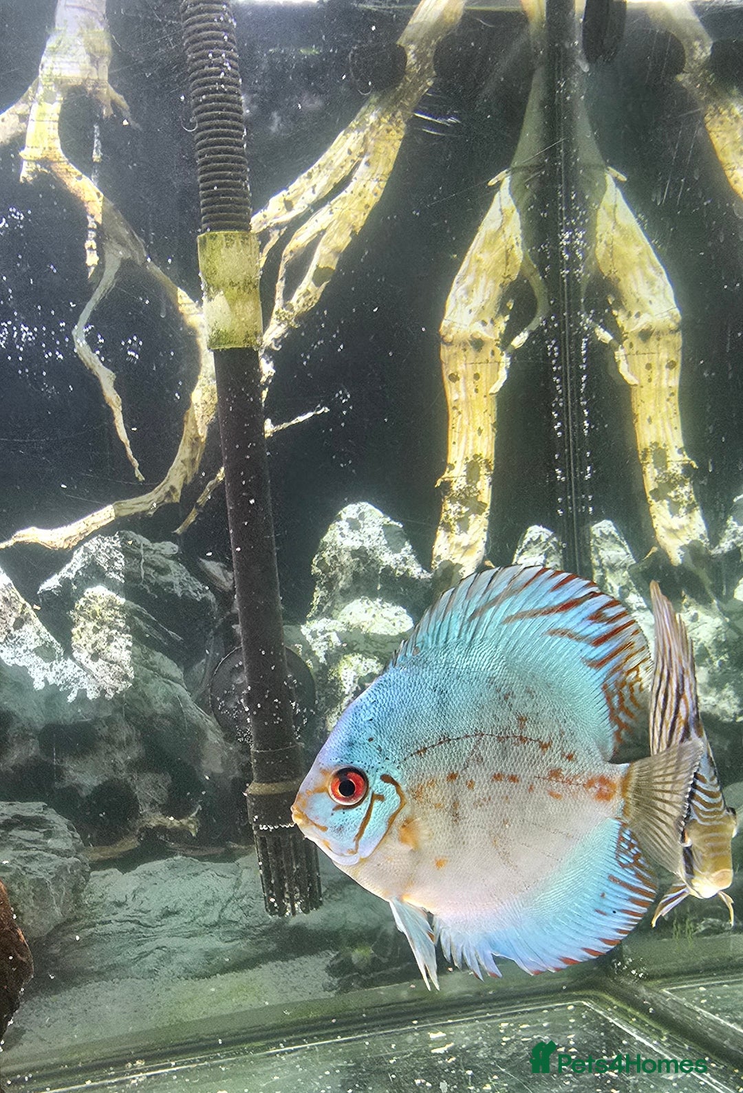 Discus fish for sale: Discus  - Image 2