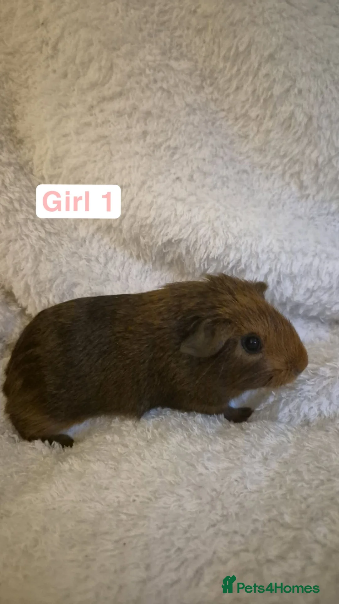 Guinea Pig rodents for sale: Abyssinian x californian guinea pigs - Advert 2