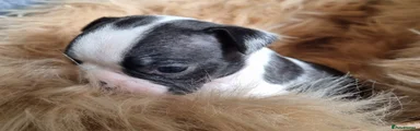 Boston Terrier 5 Blue girl