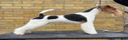 Fox Terrier dogs for sale: Kc wire fox terriers - Advert 5