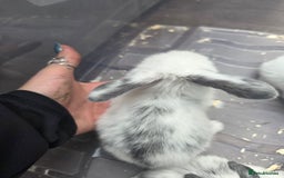 French Lop rabbits for sale: GORGEOUS GIANT FRENCH LOPS  - Image 3
