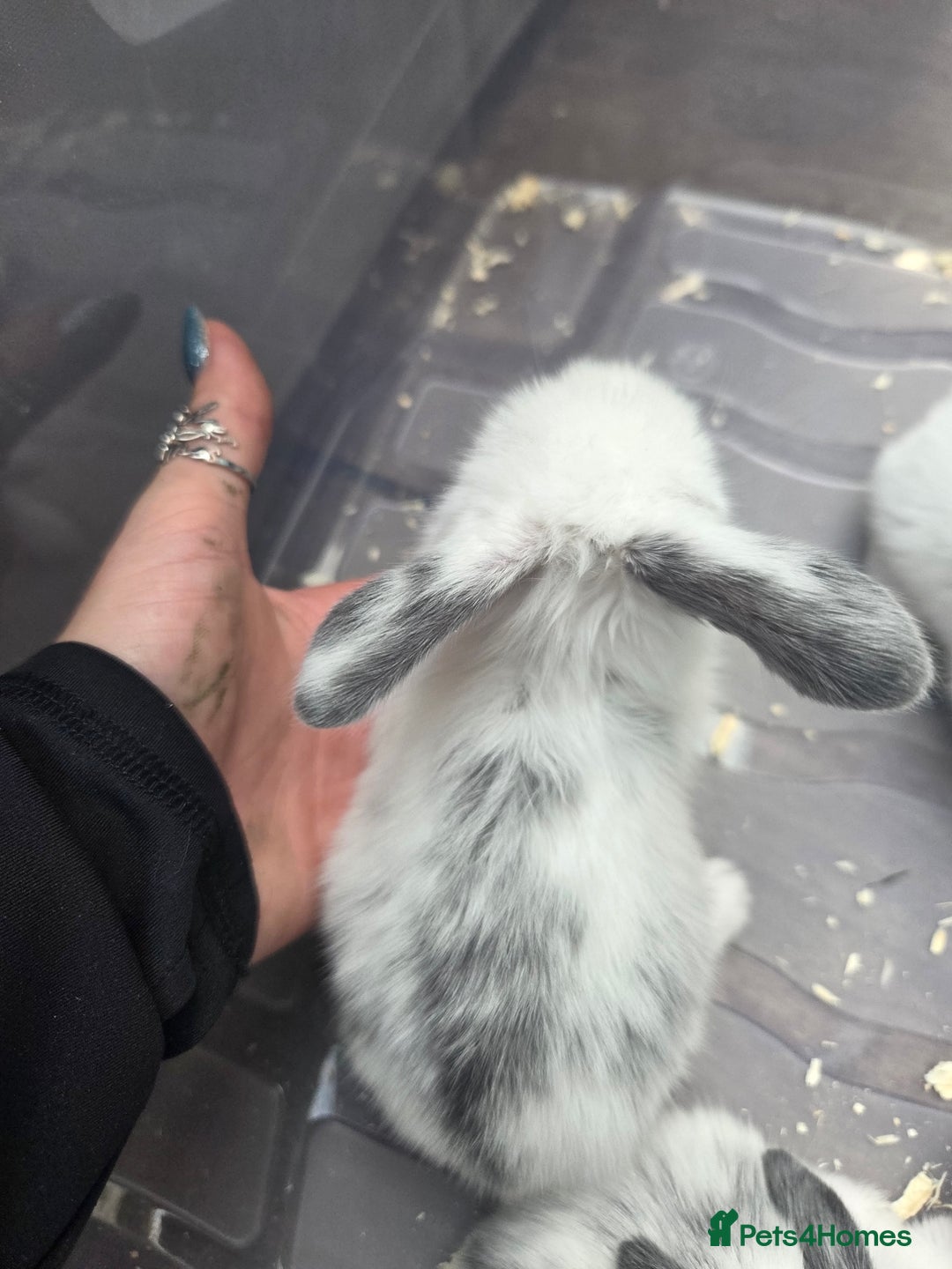 French Lop rabbits for sale: GORGEOUS GIANT FRENCH LOPS  - Image 3