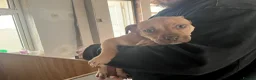 Mixed Breed dogs for sale: Mastiff x Serbian - Advert 4