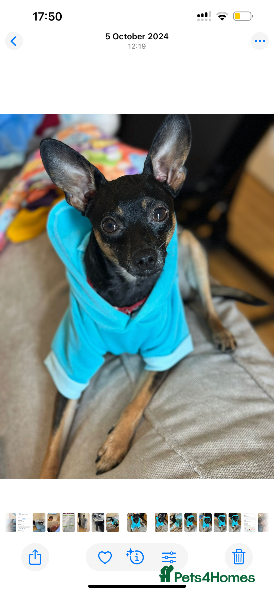 Miniature Pinscher dogs for stud: Mini Pincher - Enfield - Image 1