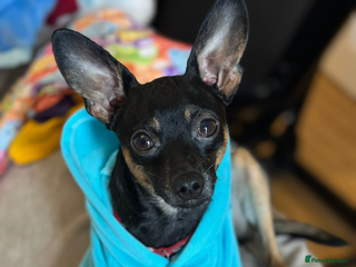 Miniature Pinscher dogs - Advert 2
