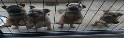 Mixed Breed dogs for sale: Bulldog cross Chow Chow in Romford - Advert 4