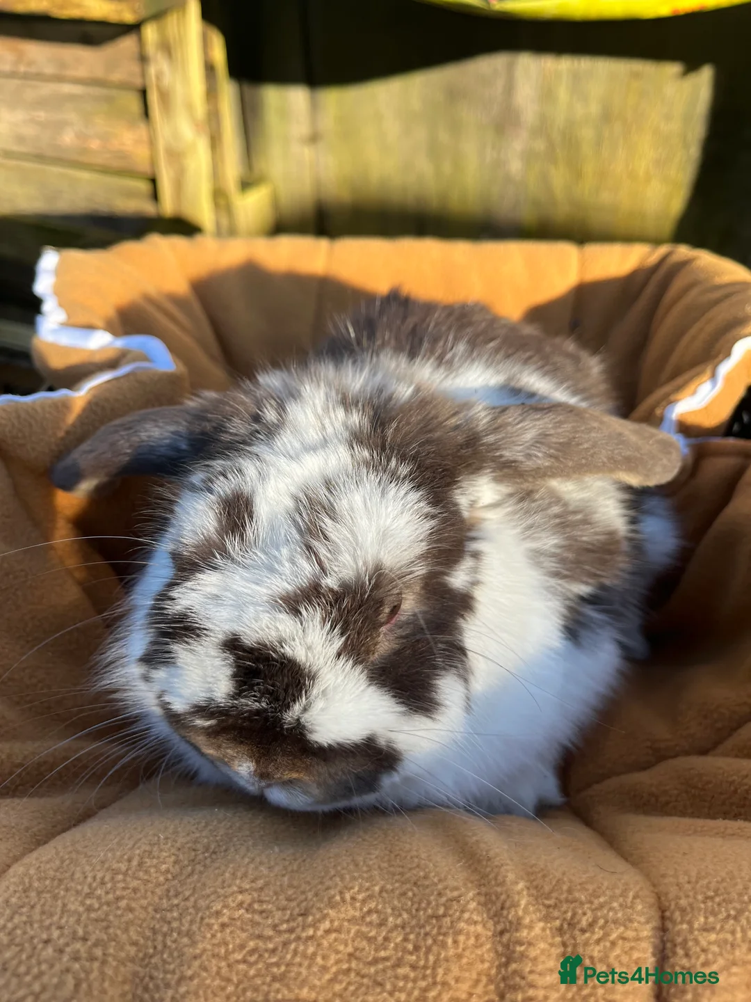Mini Lop rabbits for sale: Gorgeous chocolate butterfly buck  - Advert 5