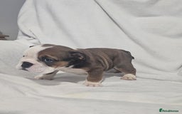 English Bulldog dogs for sale: Champion English bulldogs - Image 31