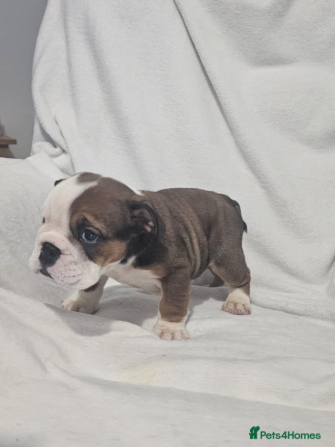 English Bulldog dogs for sale: Champion English bulldogs - Image 31