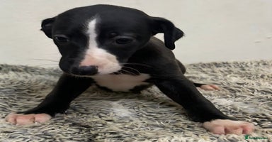 Whippet dogs - Advert 1