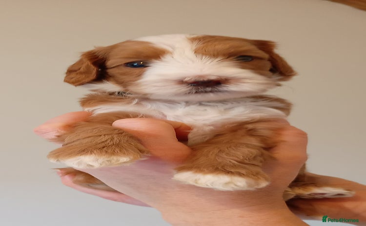 Mixed Breed dogs - Advert 3