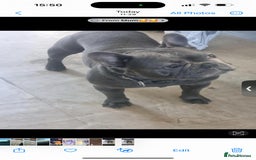 French Bulldog dogs for sale: French bulldog  - Image 4