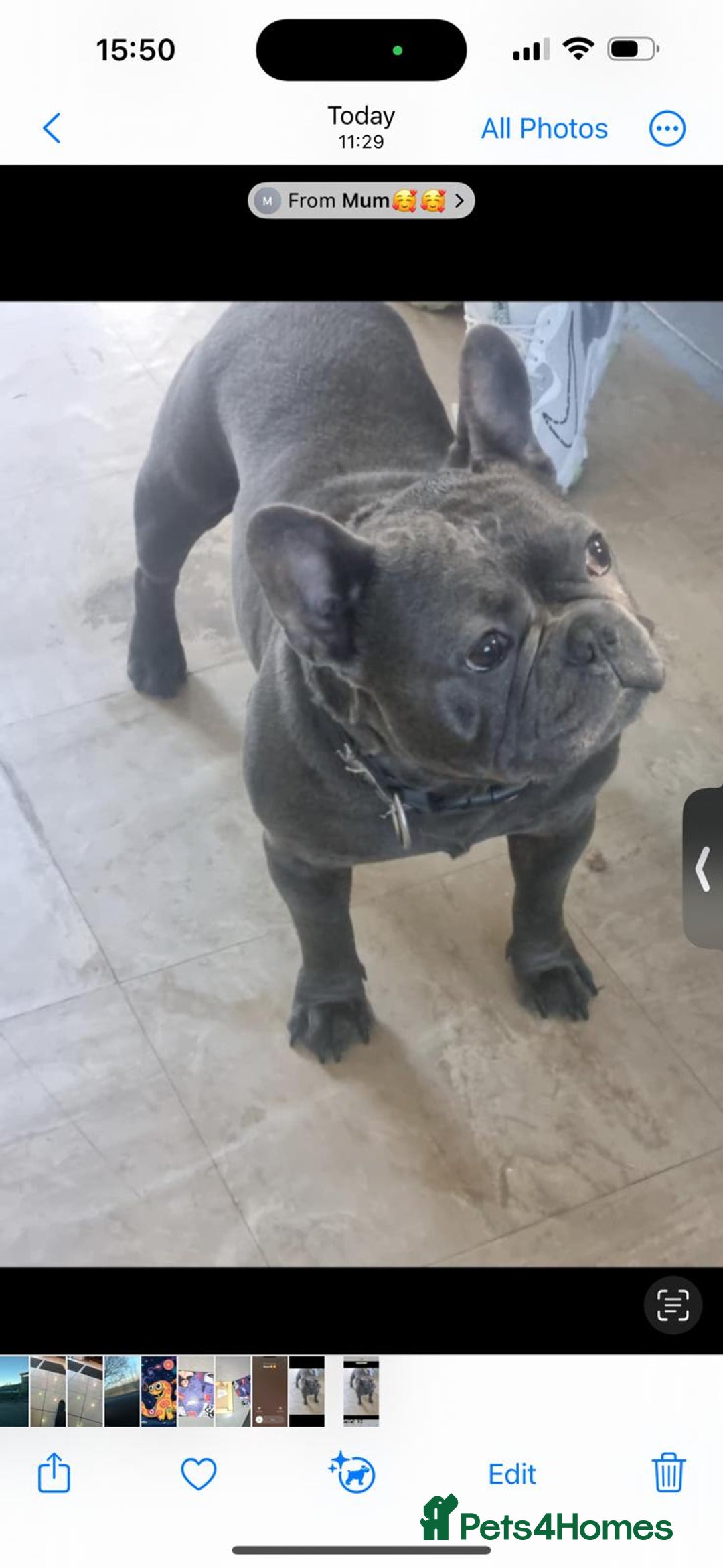 French Bulldog dogs for sale: French bulldog  - Image 4