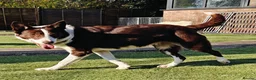 Border Collie dogs for sale: Stunning red and white girl - Advert 5