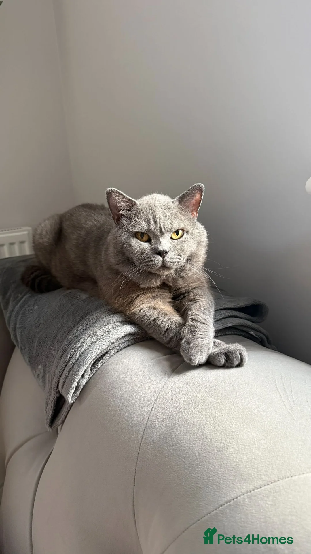 British Shorthair cats for stud: GCCF Active Registered Blue British Shorthair Stud - Advert 2