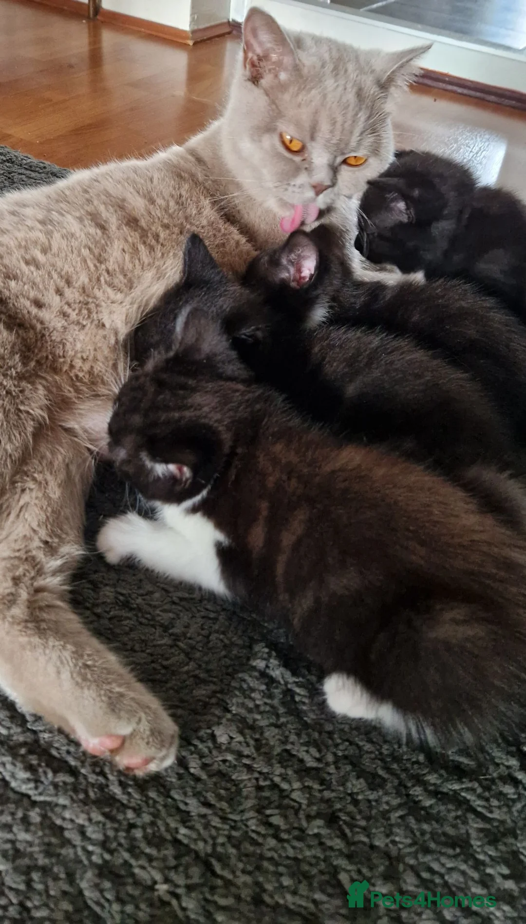 Mixed Breed cats for sale: British shorthair mixed kittens  - Advert 2