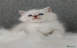 Ragdoll cats for sale: Best Ragdoll Kittens Regional Winner - Image 8