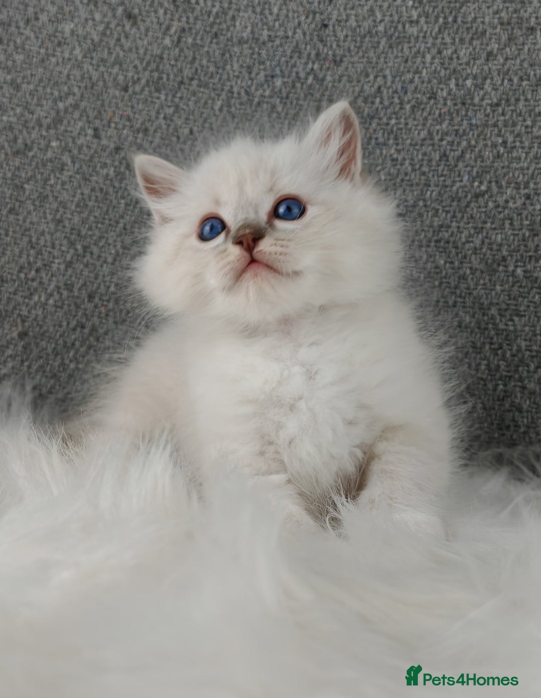 Ragdoll cats for sale: Best Ragdoll Kittens Regional Winner - Image 8