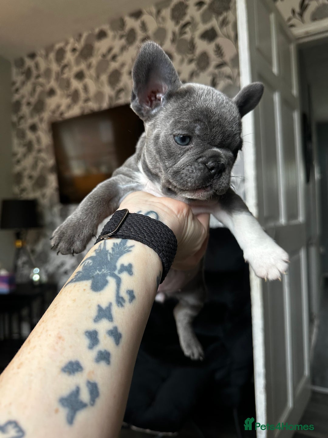 French Bulldog dogs for sale: French bulldog pups ready 27th October!  - Image 10