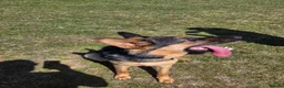 German Shepherd dogs for sale: 11 month old male German shepherd  in Great Yarmouth - Advert 3