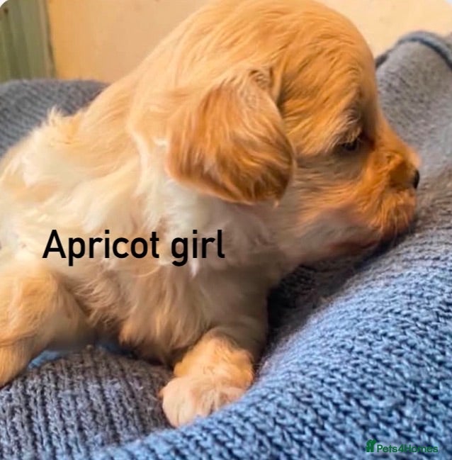 Maltipoo dogs F1 Korean Maltipoo puppies  - Advert 3