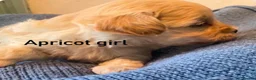 Maltipoo dogs for sale: F1 Korean Maltipoo puppies  - Advert 1