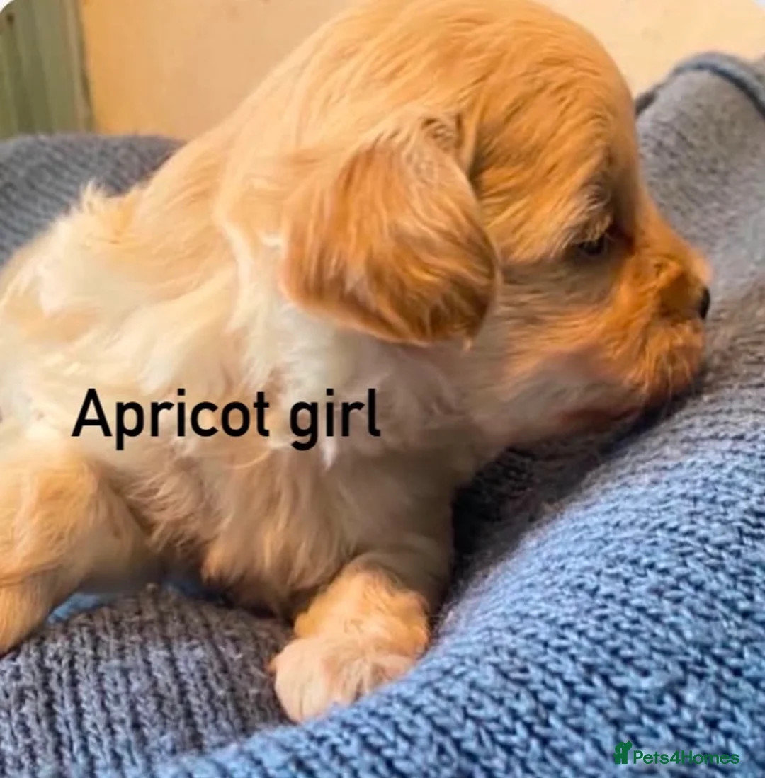 Maltipoo dogs for sale: F1 Korean Maltipoo puppies  - Advert 1