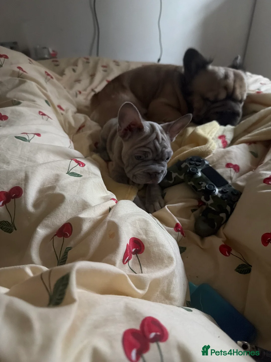 French Bulldog dogs for sale: loving french bulldog puppies - Advert 2